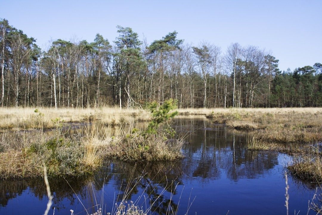 Natuurlijk veengebied met water, gras en een bosrand onder blauwe lucht